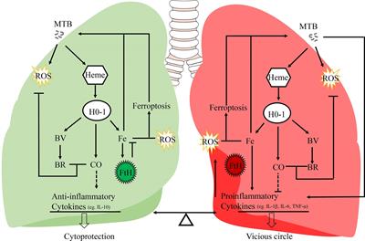 A Dual Role of Heme Oxygenase-1 in Tuberculosis